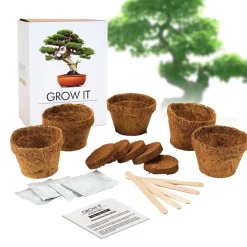 Bonsai Baum Set - Selber pflanzen