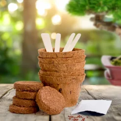Bonsai Baum Set - Selber pflanzen