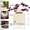 Ecocube Herzblattklee