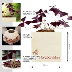Ecocube Herzblattklee
