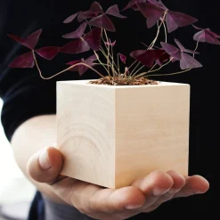 Ecocube Herzblattklee