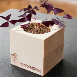 Ecocube Herzblattklee