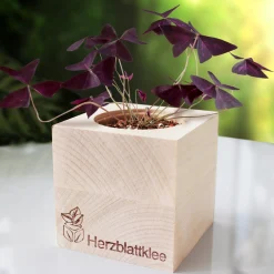 Ecocube Herzblattklee