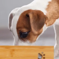 Futternapf für Hunde