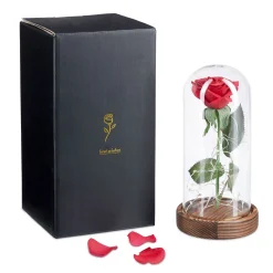 Rose unter Glasglocke