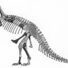 Tyrannosaurus Rex lebensgroß