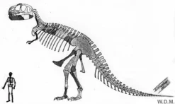 Tyrannosaurus Rex lebensgroß