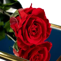 Unvergängliche Rose - Das besondere Geschenk