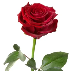 Unvergängliche Rose - Das besondere Geschenk