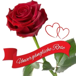 Unvergängliche Rose - Das besondere Geschenk