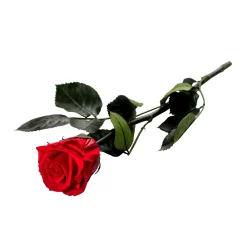 Unvergängliche Rose - Das besondere Geschenk