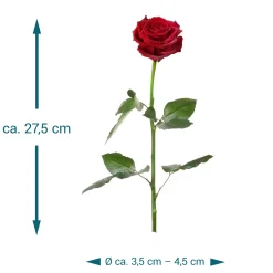 Unvergängliche Rose - Das besondere Geschenk