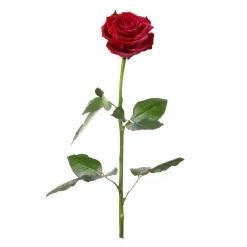 Unvergängliche Rose - Das besondere Geschenk