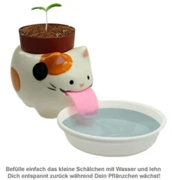 Wilde Erdbeere im Peropon Topf - Katze